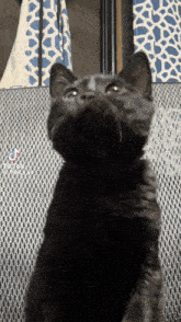 a black cat is looking up at the camera with a tiktok watermark