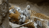 a mother tiger and her cub are laying next to each other on the ground .