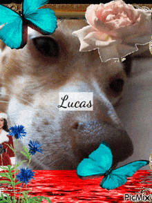 Lucas Silly Doggy Lucas GIF