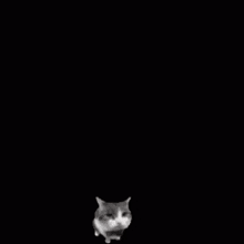 a cat is standing in front of a red object that looks like a rocket ship