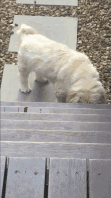 Puppy Dog GIF - Puppy Dog Miki GIFs