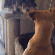Gatito Slap El Perro Gato Slap Dog GIF