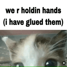 a cat is looking at the camera with the words we r holdin hands ( i have glued them ) written above it .