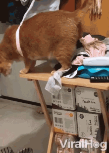 curious cat gets stuck in bra trapped cat stucked bra