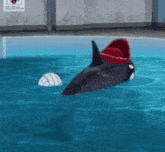 a dolphin is swimming in a pool with a volleyball
