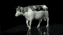 Cow Moo GIF - Cow Moo Animal GIFs