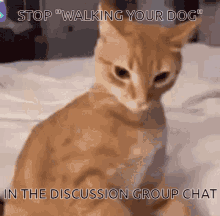 Cat Discussion GIF - Cat Discussion Angry GIFs