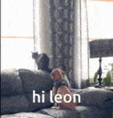 Leon Cat GIF - Leon Cat Dog GIFs
