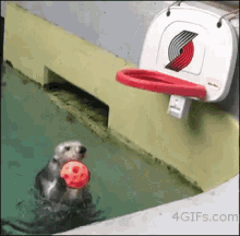 Otter Dunk GIF - Basketball Otter Pool GIFs