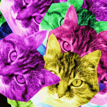 Omg Cats Cats GIF - Omg Cats Cats Cat GIFs