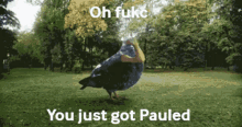 Pauled Ohfukcpauled GIF - Pauled Ohfukcpauled You Just Got GIFs