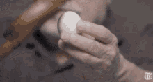 Danny Devito Egg GIF - Danny Devito Egg Peeling GIFs