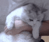 Latte Cat GIF - Latte Cat When I Get You GIFs