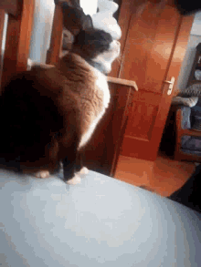 Wuthuman Annoyed Cat GIF - Wuthuman Annoyed Cat Cute GIFs