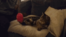 Cat Cats GIF - Cat Cats Punch GIFs