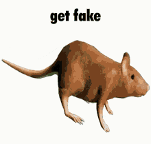 Get Fake Get Real GIF - Get Fake Get Real Rat Evolution GIFs