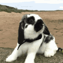 Bunny Rabbit GIF - Bunny Rabbit Beach GIFs