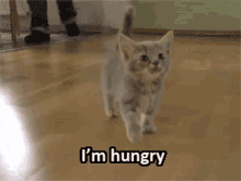 kitten im hungry kitty hungry starving