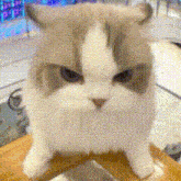 a brown and white cat is sitting on a table and looking at the camera
