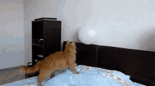 Cat GIF - Cat Balloon Pop GIFs
