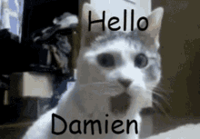 Hello Damien GIF - Hello Damien GIFs