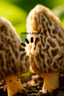 Mushrooms Mushroom Jokes GIF