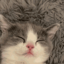 Cat Sleep Papa GIF - Cat Sleep Papa GIFs