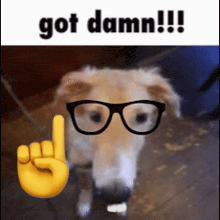 a dog wearing glasses and a hand with the word got damn written above it