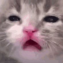 Cat Sob GIF - Cat Sob GIFs