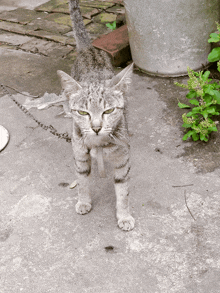 a cat on a chain looks at the camera with a plant in the background