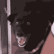 Dog Doggo GIF - Dog Doggo Black Dog GIFs