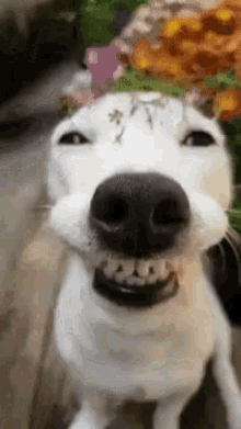 Funny Dogs Me So Happy GIF - FunnyDogs MeSoHappy SmileDog