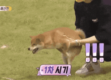 a person holding a dog in their arms with a sign that says 1 차 시간