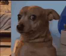 Shocked Dog GIF - Shocked Dog Funny GIFs
