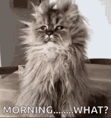 Cat Messy Hair GIF - Cat Messy Hair Just Woke Up GIFs