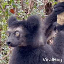 Screaming Indri GIF - Screaming Indri Viralhog GIFs
