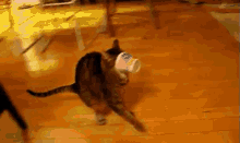 Cats Are Weird. GIF - Cat Instant Noodles Stuck On The Face GIFs