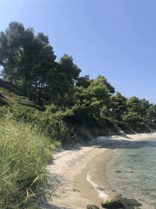 a beach with trees on the shore and a blue sky in the background