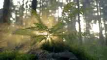 Light Forest GIF