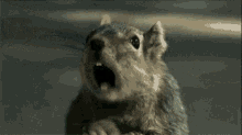 a closeup of a squirrel with its mouth open
