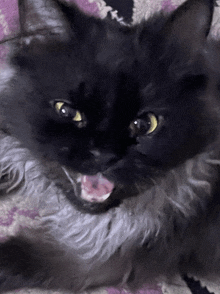 a black cat with yellow eyes laying on a blanket