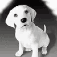 Dogs Puppy GIF - Dogs Puppy Wagging GIFs
