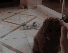 a dog is sitting on a tiled floor next to a pair of shoes