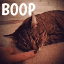 Nose Boop GIF - Nose Boop Kitten GIFs