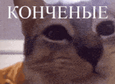 a close up of a cat 's face with the word konchenbie written above it