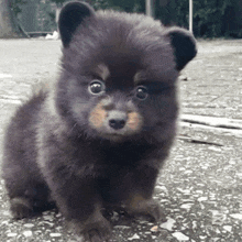 a small black puppy that looks like a bear is standing on a sidewalk .