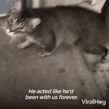He Acted Like Hed Been With Us Forever Viralhog GIF - He Acted Like Hed Been With Us Forever Viralhog He Acted Naturally GIFs