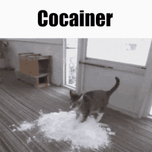 cat meme swag drugs funny