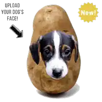 a potato with a dog 's face on it and the words upload your dog 's face next to it