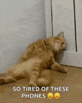 Sad Cat GIF - Sad Cat Sunakook GIFs